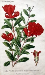 Plantas de jardín: flores de granado (familia Grenatées)