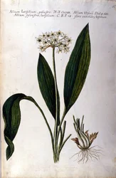 Ajo. Herbario del siglo XIX