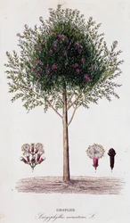 Clavo (Caryophyllus aromaticus)