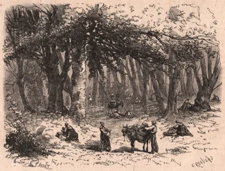 Grupo de personas recogiendo setas en el bosque de Fontainebleau