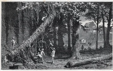 Cosecha de corteza de quina - Quinquina (Cinchona officinalis)