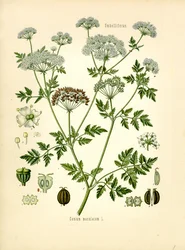 Hemlock (litografía en color)