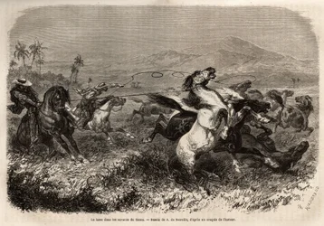 Manadas de mulas y caballos vagan en libertad en las llanuras de Cauca (Colombia), los criadores se agrupan para atrapar a las bestias con lazo (o zoga, larga cuerda de cuero). Grabado para ilustrar el viaje a Nueva Granada, por el Dr. Saffray, en 1869, pu