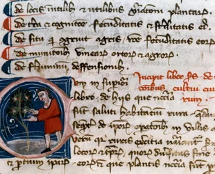 Horticultura: cosecha de frutas. Detalle. Página de manuscrito (MS.s.vi) 