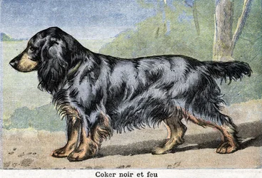 Perro de caza: cocker negro y Fire