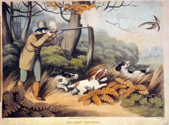 Caza de faisanes en Inglaterra