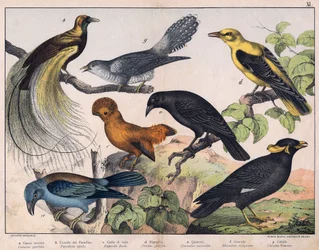 Ilustración para "Historia natural de las aves", ed. Hoepli, Milán