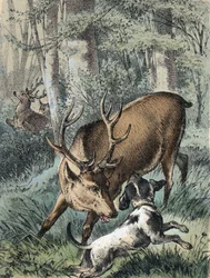 Ilustración de los cuentos de Franz Hoffmann 