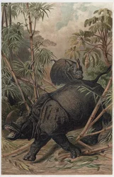 Rinoceronte indio - El rinoceronte indio (Rhinoceros unicornis) - grabado de 