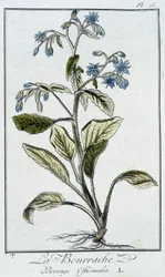 La borraja (Borrage Officinalis) - en “Ejercicios de botánica para el uso de los comerciantes”, escrito por J.C. Philibert, Imprimerie de Crapelet, París