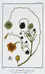 La gran capuchina (Tropaeolum Majus) - en "Ejercicios de botánica para el uso de los comerciantes", escrito por J.C. Philibert, Imprimerie de Crapelet, París