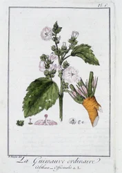 La malva común (Althaea Officinalis) - en "Ejercicios de botánica para el uso de los comerciantes", redactado por J.C. Philibert, Imprimerie de Crapelet, París