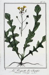 La roqueta de los campos (Bunias Erucago) - en "Ejercicios de botánica para el uso de los comerciantes", escrito por J.C. Philibert, Imprimerie de Crapelet, París