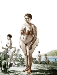 La Venus Hotentote, mujer de la raza Bochiman, grabado de 1815.