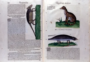 La civeta, la hiena y la mangosta, en Historia Animalium de Conrad Gesner (1516 - 1565), Tiguri