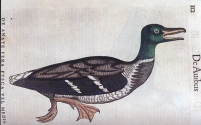 La ducard souchet en Historia Animalium de Conrad Gesner (1516 - 1565), Tiguri