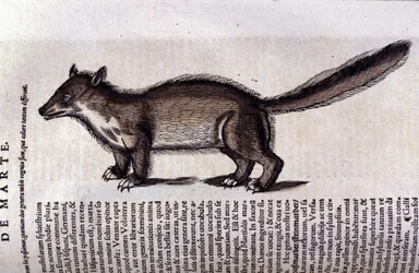 La martre (o marte) en Historia Animalium de Conrad Gesner (1516 - 1565), Tiguri