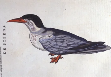 La golondrina de mar en Historia Animalium de Conrad Gesner (1516 - 1565), Tiguri