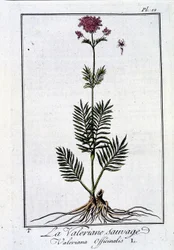 La valeriana salvaje - en "Ejercicio de botánica para el uso de los comerciantes" por J.C. Philibert, imp. de Crapelet, París