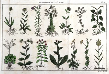 Disposición de las hojas: en “Flora Françoise, o una breve descripción de todas las plantas que crecen naturalmente en Francia, dispuestas según un nuevo método de análisis con la cita de sus virtudes menos equívocas en medicina y su utilidad en