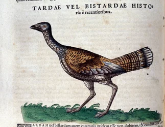 La avutarda en Historia Animalium por Conrad Gesner (1516 - 1565), Tiguri