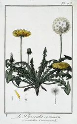 El diente de león común (Leontodon caraxacum) - en "Ejercicios de botánica para el uso de los comerciantes", escrito por J.C. Philibert, Imprimerie de Crapelet, París