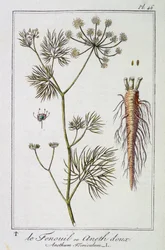 El Hinojo o Eneldo dulce (Anethum Foeniculum) - en “Ejercicios de botánica para uso de los comerciantes”, redactado por J.C. Philibert, Imprenta de Crapelet, París