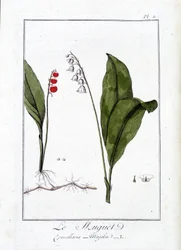 El lirio de los valles (Convallaria Majalis) - en “Ejercicios de botánica para el uso de los comerciantes”, escrito por J.C. Philibert, Imprimerie de Crapelet, París