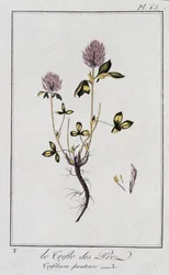 El trébol de los prados (Trifolium pratense) - en "Ejercicios de botánica para el uso de los comerciantes", redactado por J.C. Philibert, Imprimerie de Crapelet, París