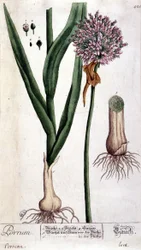 Puerro - lámina botánica