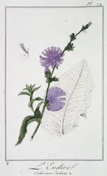La endibia (Cichorium Endivia) - en “Ejercicios de botánica para el uso de los comerciantes”, escrito por J.C. Philibert, Imprimerie de Crapelet, París
