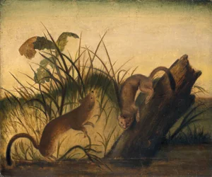 Comadreja de cola larga, hacia 1845