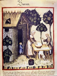 Fabricación de mantequilla. Iluminación de la leche de medicina y dietética "Tacuinum sanitatis"