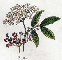 Plantas botánicas medicinales y alimenticias: saúco. Grabado en "La medicación natural" de Friedrich Eduard Bilz (1842-1922).