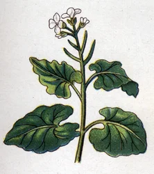 Plantas botánicas medicinales y alimenticias: hierba con cantantes. Grabado en "La medicación natural", por Friedrich Eduard Bilz (1842-1922)