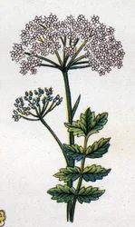 Plantas botánicas medicinales y alimenticias: gran locaje. Grabado en “La medicación natural”, de Friedrich Eduard Bilz (1842-1922)