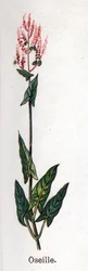 Plantas botánicas medicinales y alimenticias: acedera. Grabado en "La medicación natural", por Friedrich Eduard Bilz (1842-1922)