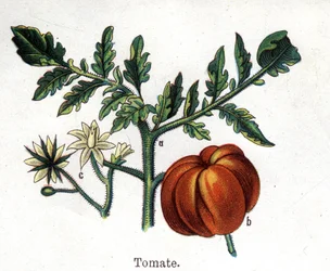 Plantas botánicas medicinales y alimenticias: tomate. Grabado en “La medicación natural”, de Friedrich Eduard Bilz (1842-1922)