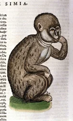 Mono según la «Historia Animalium» de Conrad Gesner, Zúrich 1560. Biblioteca Nazionale Braidense, Milán