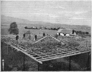 Viñedo Montecito en California en 1888. en “Nature” de 1888.