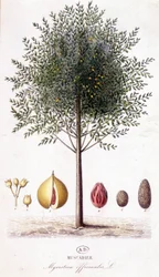 Myristica fragrans - Nuez moscada (Myristica officinalis). lámina botánica