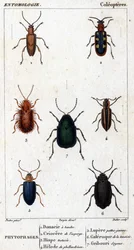 Tablero de historia natural. Entomología. Familia de los coleópteros. Fitófagos: 1. Donacia rayada; 2. Criocere de espárragos; 3. Hisp probado; 4. Helode de phellandrium; 5. Lupere patas amarillas; 6. Galería de tanaceto; 7. Doodle sedoso
