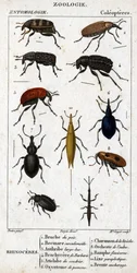 Tabla de historia natural. Entomología. Familia de los coleópteros. Rinoceronte: 1. Bruche de guisante; 2. Curculionoide de Beemare; 3. Anthribe de pico grande; 4. Brachycere espinoso; 5. Attelabra del coudrier; 6. Oxystoma de Pomone; 7. Charanson de Livec
