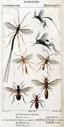 Lámina de historia natural. Entomología. Familia de los himenópteros. Entomotillos: 1. Inchneumon protester; 2. Foene lancier; 3. Evanie appendigastre; 4. Ophion amarillo; 5. Pintado blanco. Mirmeces: 1. Doryle bay; 2. Proporcionado pelirrojo (Fem.); 3. Mu