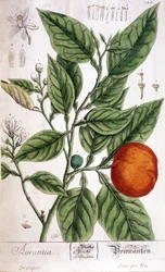 Naranja (Aurentia) - Artes Deco