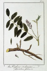 Regaliz común (Glycyrrhiza glabra) - en “Ejercicios de botánica para el uso de los comerciantes”, redactado por J.C. Philibert, Imprenta de Crapelet, París