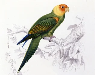 Ornitología: loro de Carolina (Psittacus carolinensis)