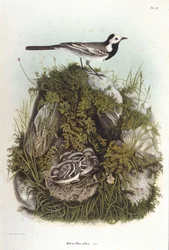 Ornitología: una bergeroneta gris (motacilla alba) cerca del nido de sus crías. Lámina de zoología del siglo XIX.