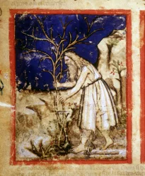 Página de un manuscrito de la Biblia. La vida vegetal de Noé. Miniatura del códice 212 (o códice padovano o Biblia de Padua) 1390-1400 Rovigo, Accademia dei Concordi