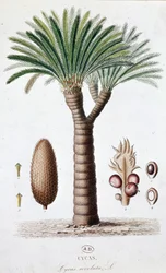Palma Cycas Revoluta - Lámina botánica